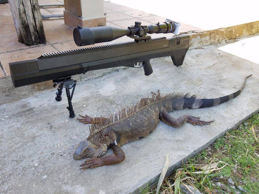 Benjamin Bulldog hunting reptiles