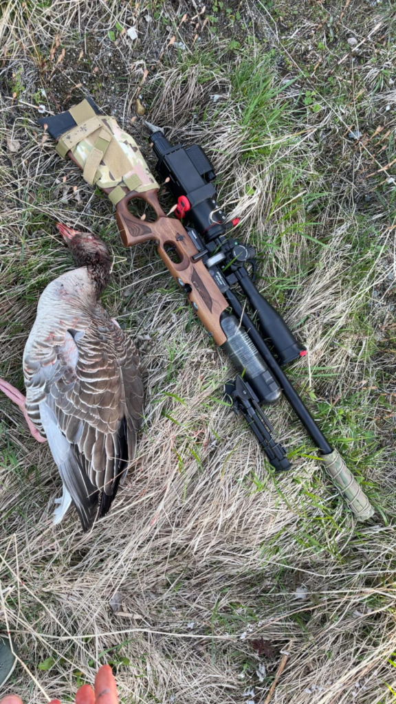 A duck with a Umarex Notos Carbine .22 on the ground